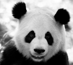 Panda gigante incavolato