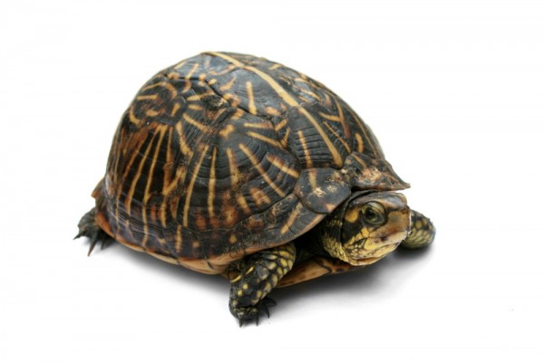 Tartaruga