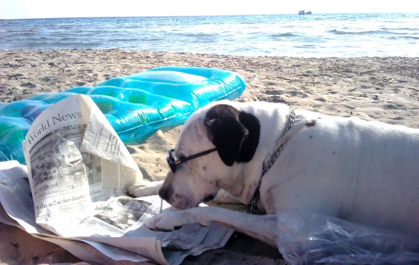 Cane che legge un giornale in spiaggia